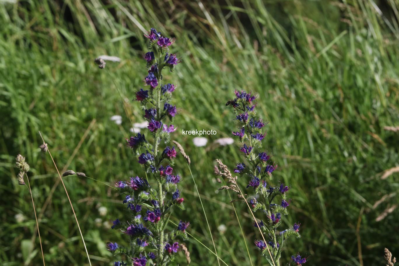 Echium vulgare