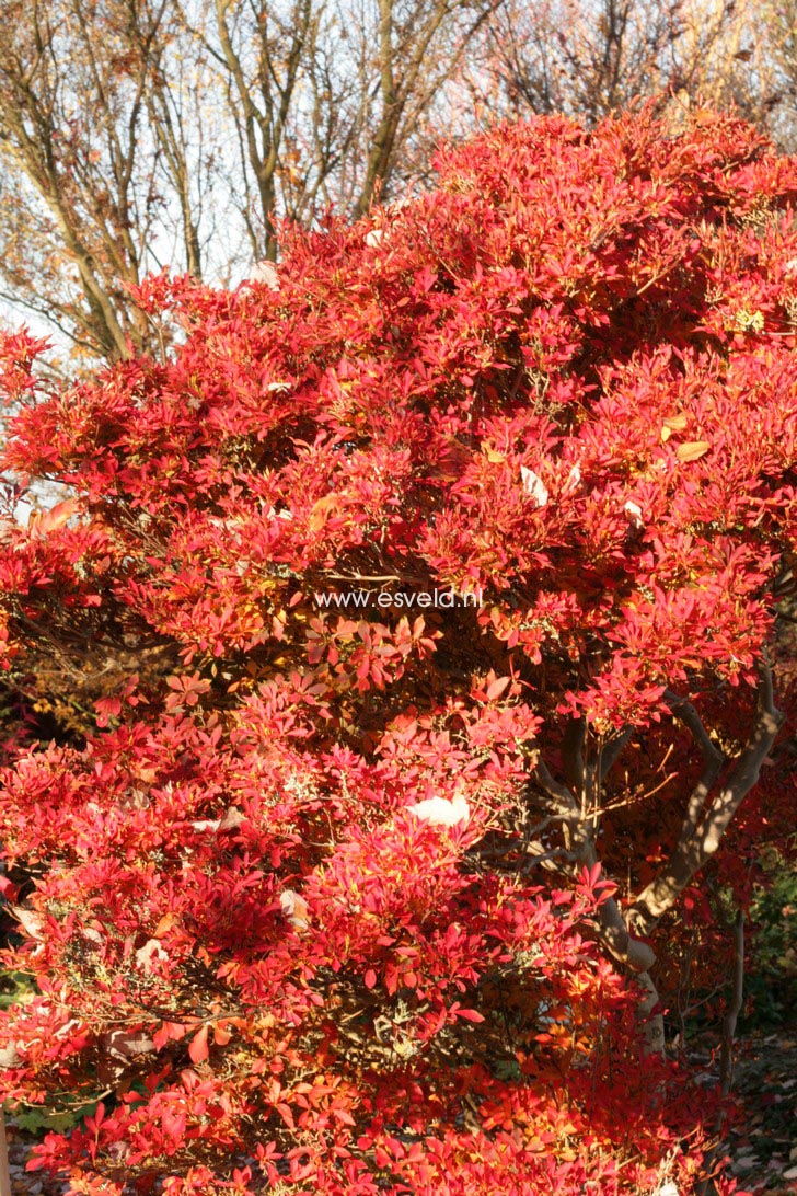 Enkianthus perulatus