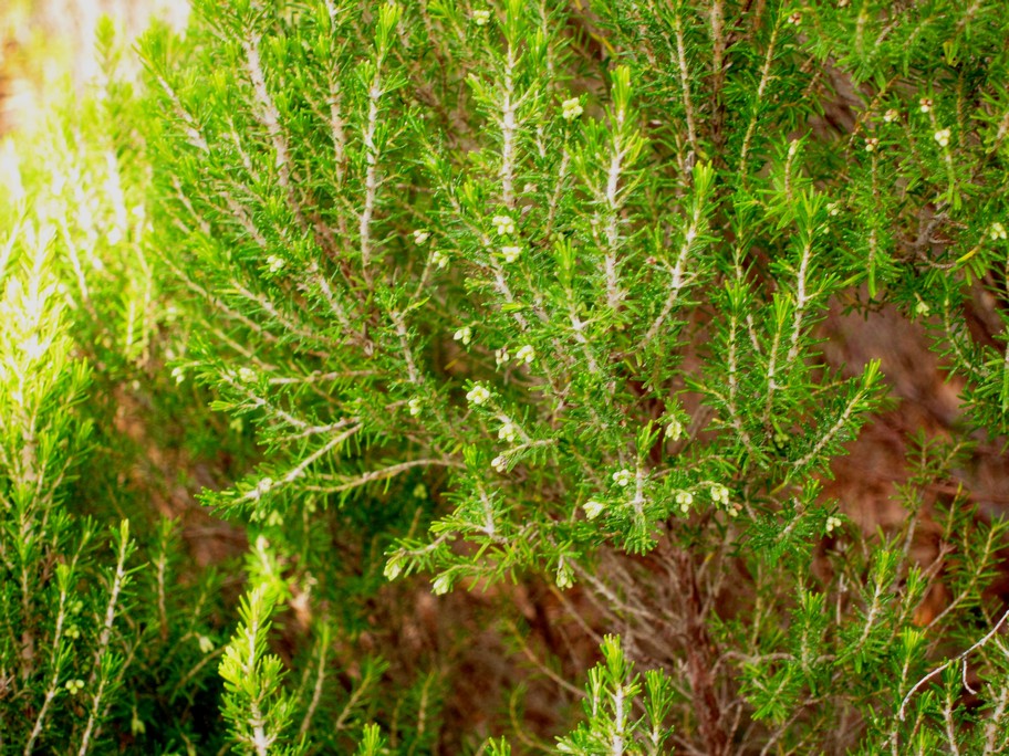 Erica arborea