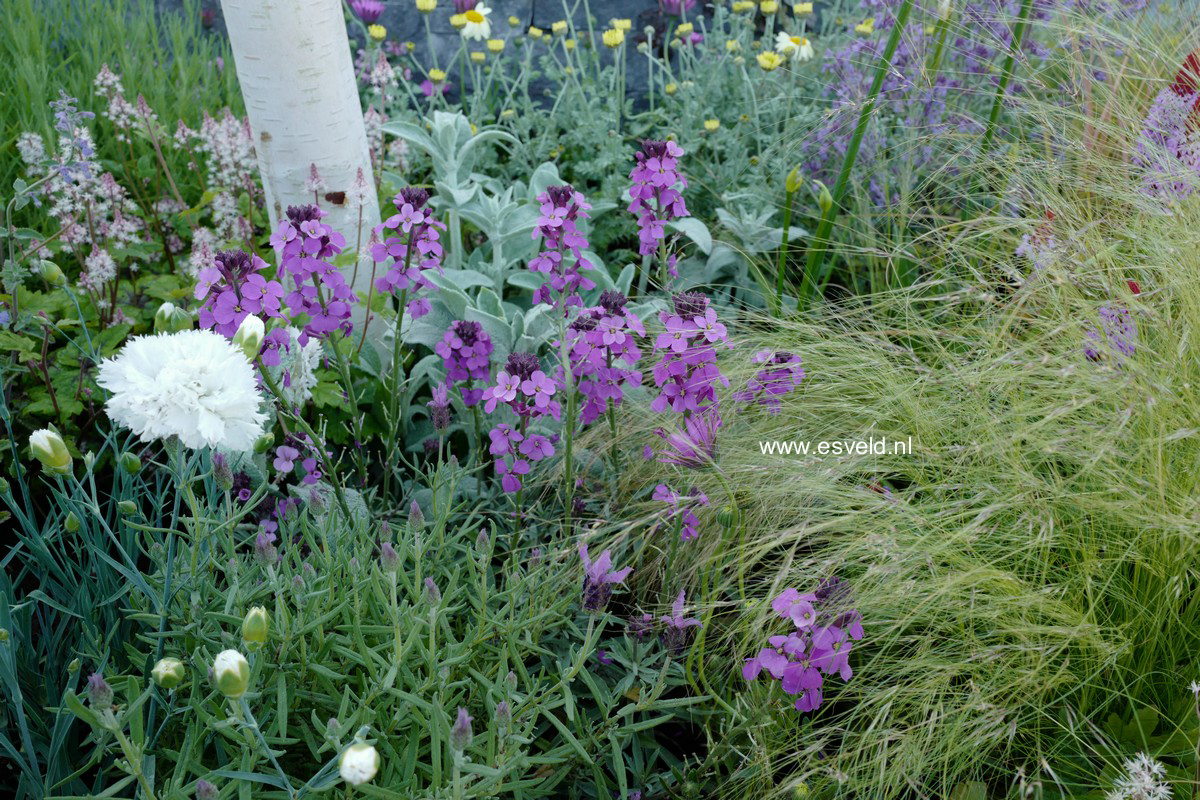 Erysimum 'Bowles Mauve'