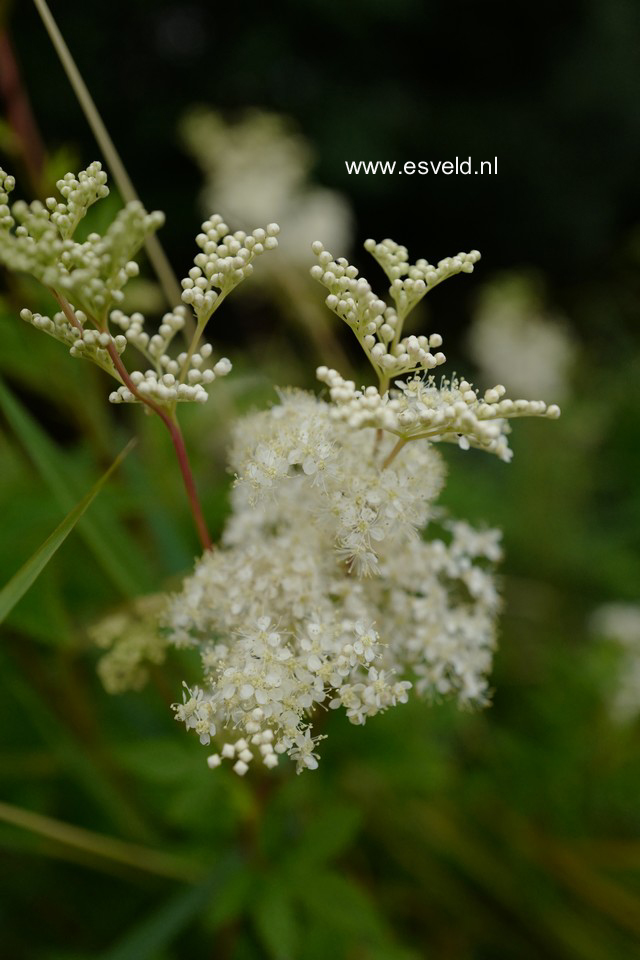 Filipendula ulmaria