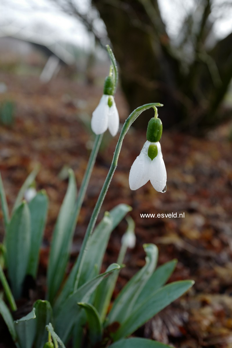 Galanthus nivalis