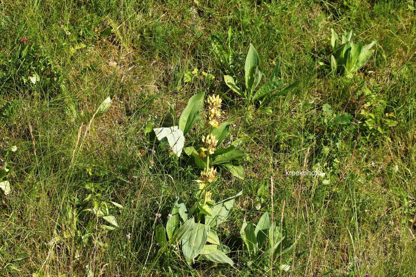Gentiana lutea