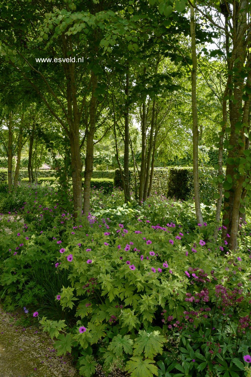 Geranium psilostemon