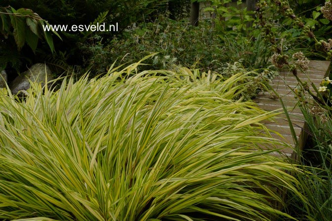Hakonechloa macra 'Aureola'