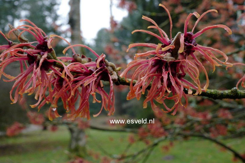 Hamamelis intermedia 'Jelena'