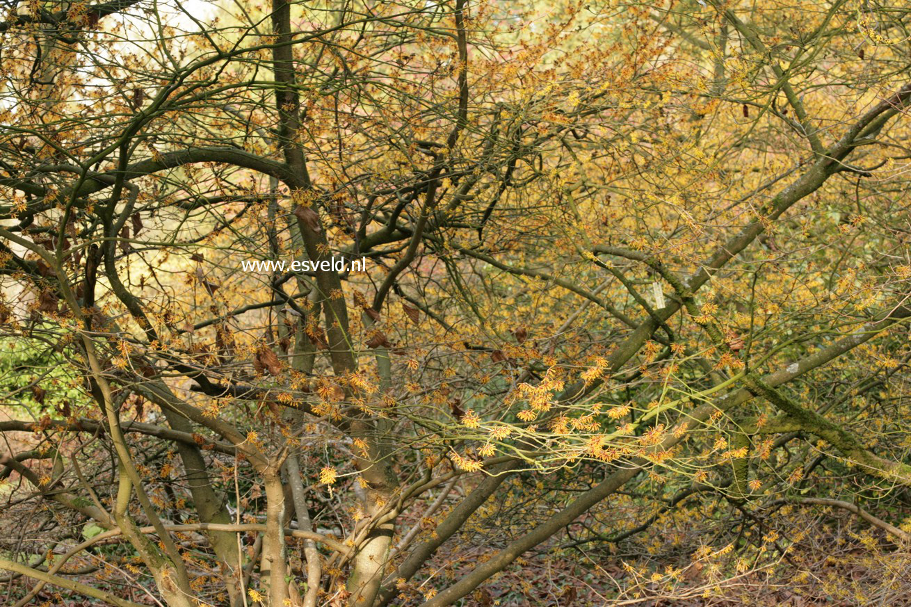 Hamamelis intermedia