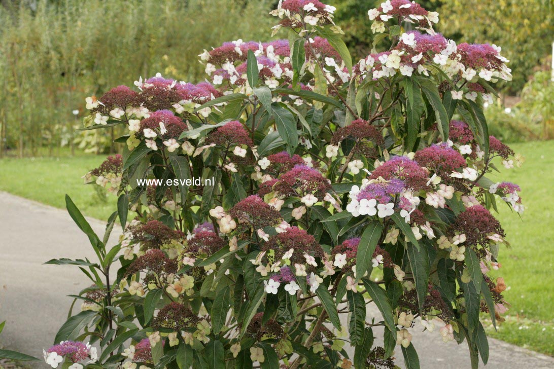 Hydrangea aspera strigosa