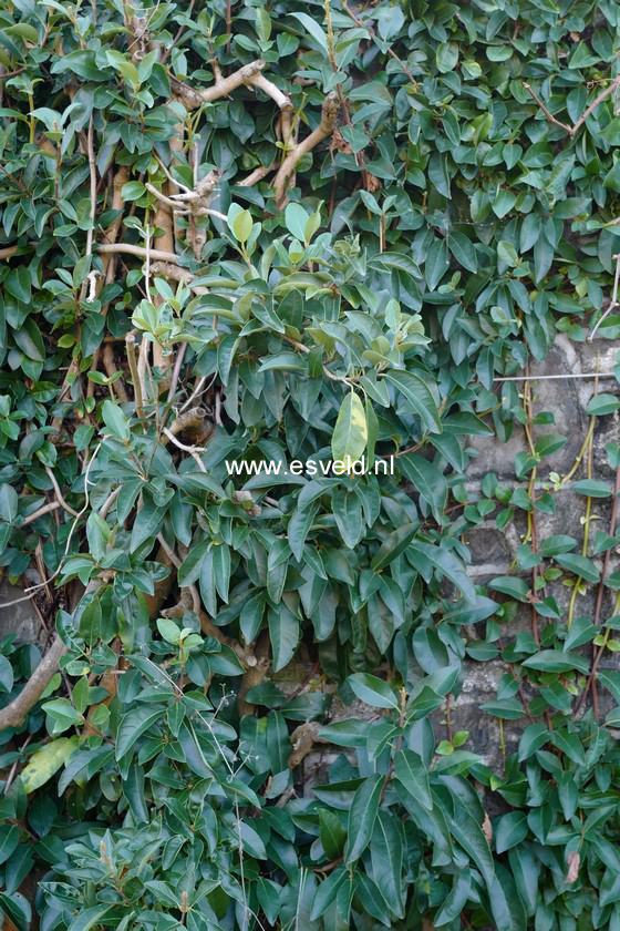 Hydrangea integrifolia