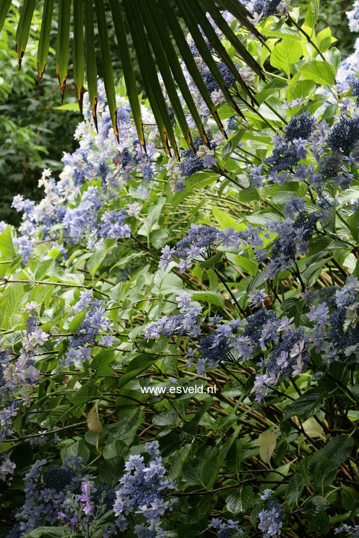 Hydrangea macrophylla 'Izu no hana'