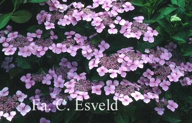 Hydrangea macrophylla 'Mariesii Perfecta'