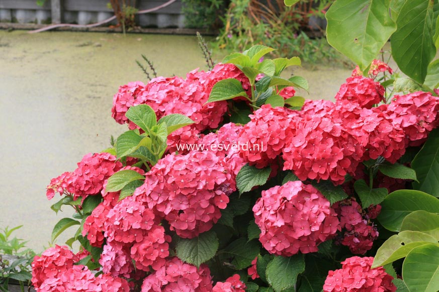 Hydrangea macrophylla 'Mme. G.J. Bier'