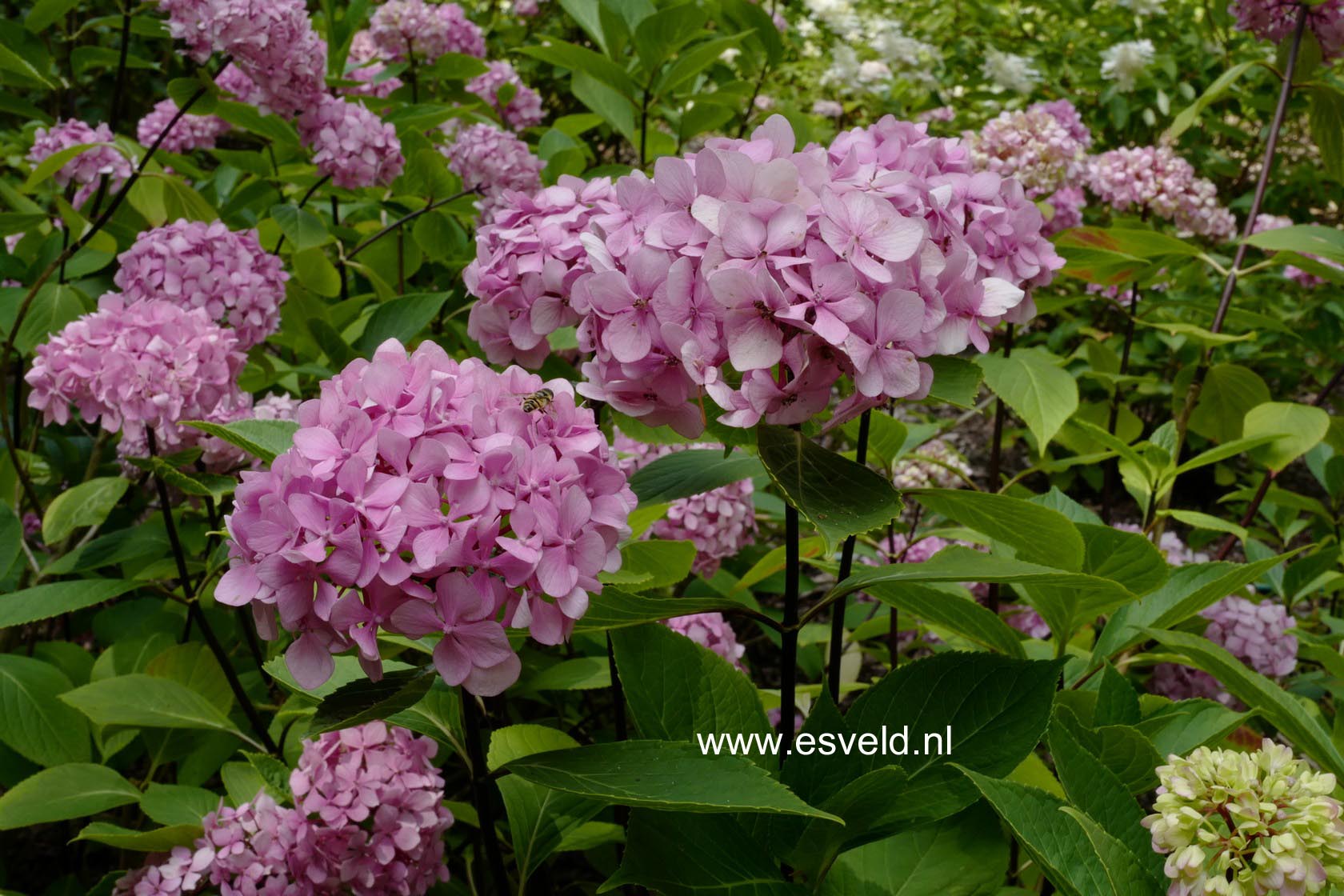 Hydrangea macrophylla 'Nigra'