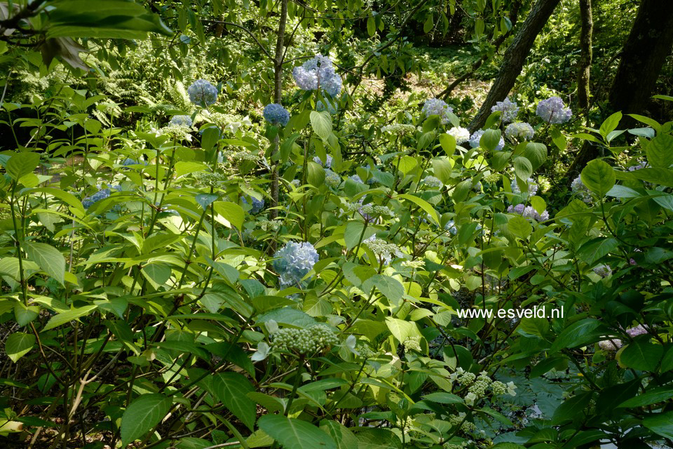 Hydrangea macrophylla 'Otaksa'