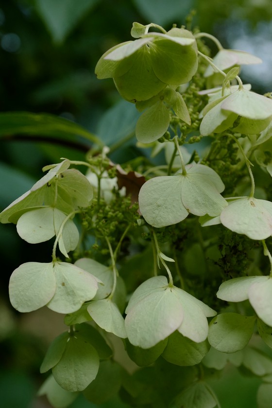Hydrangea paniculata 'White Moth'