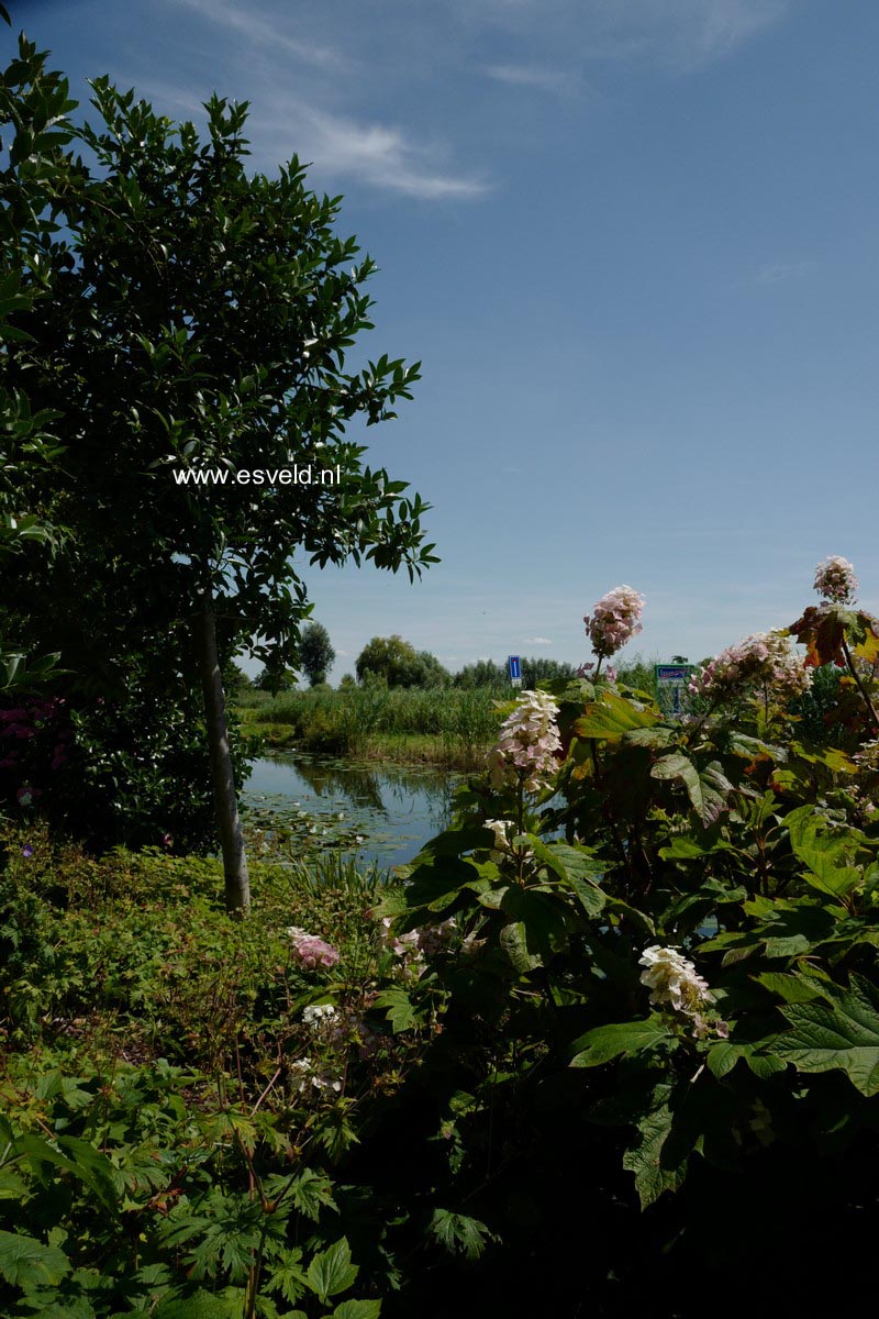 Hydrangea quercifolia 'Flemigea' (SNOWQUEEN)