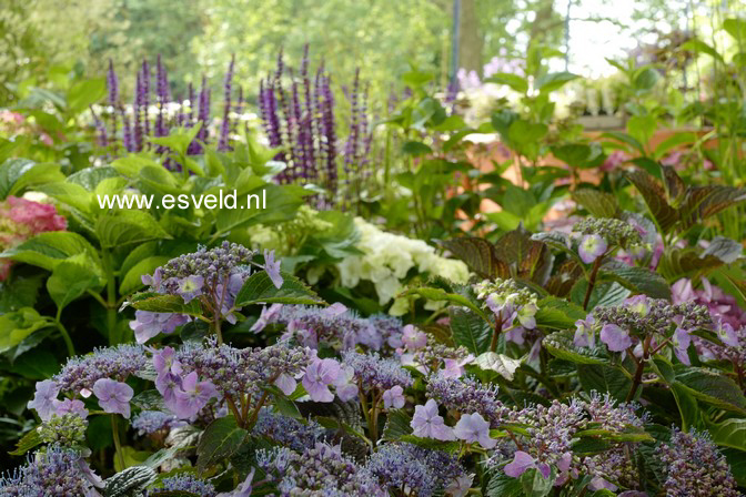 Hydrangea serrata 'Blue Deckle'