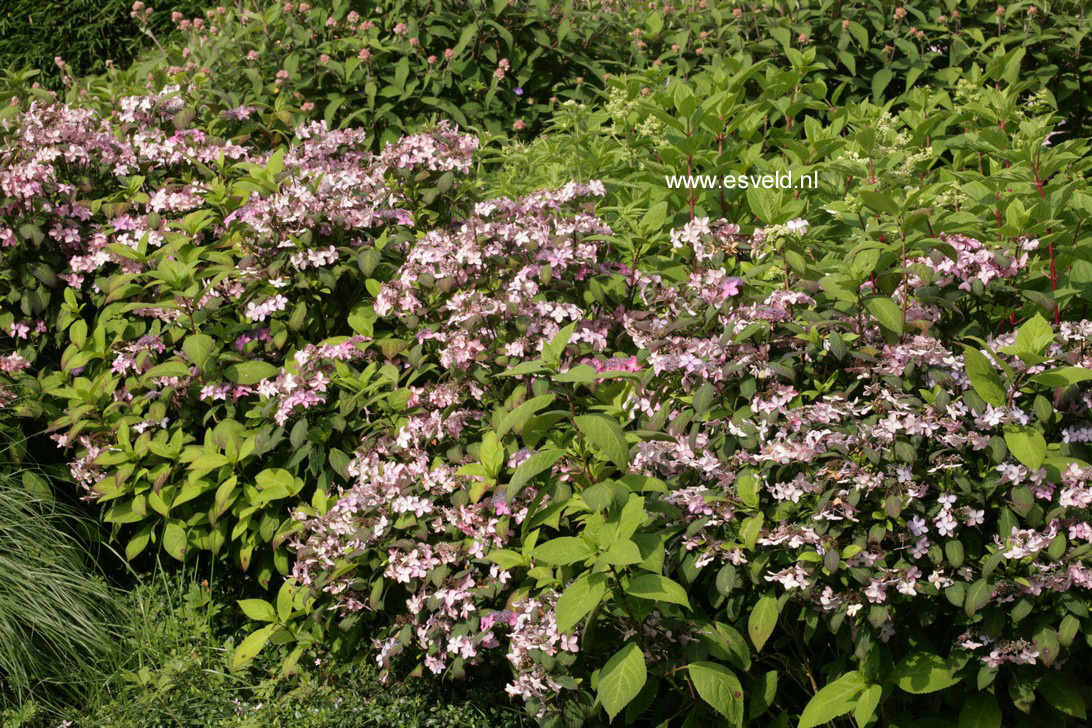 Hydrangea serrata 'Kuro-hime'