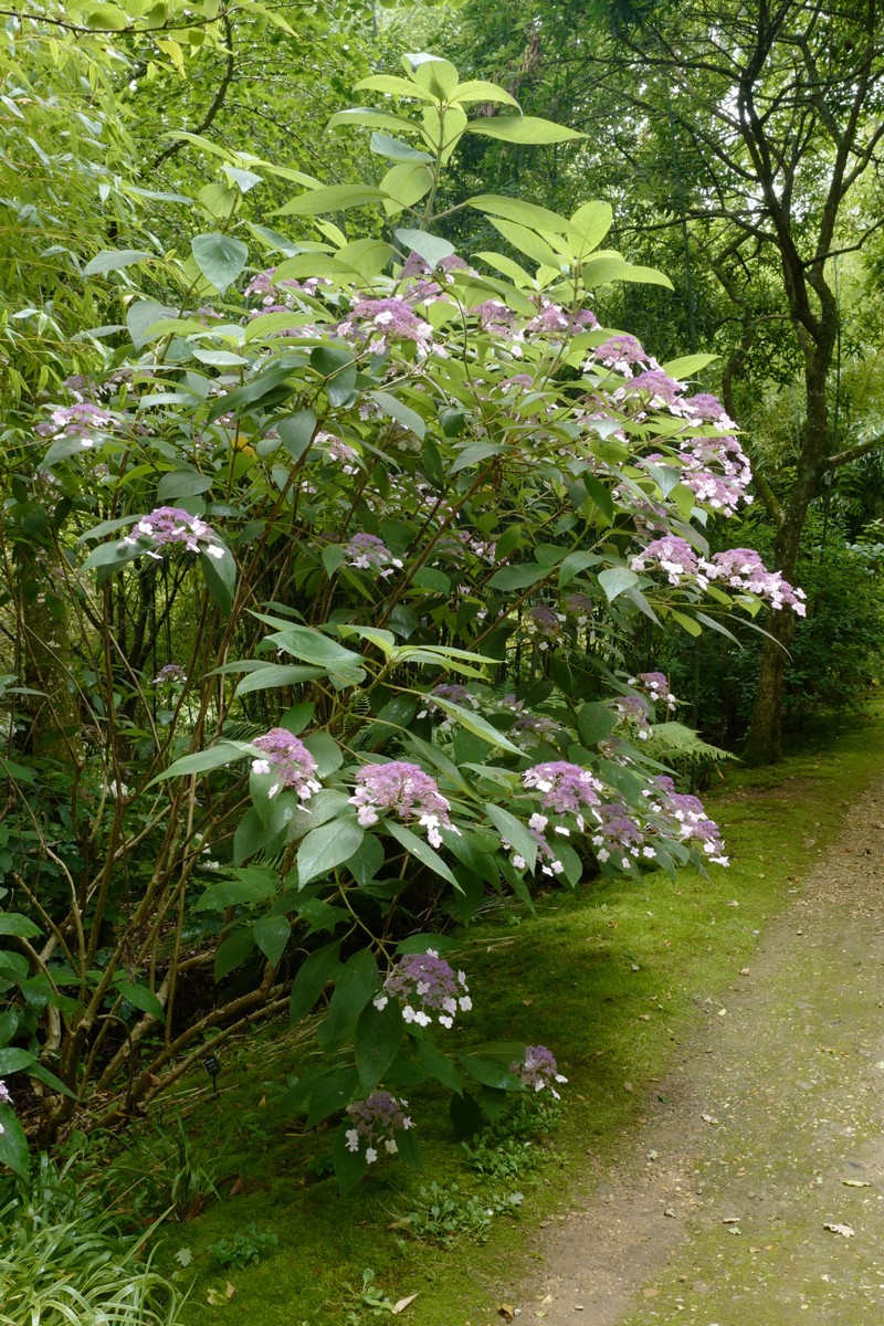 Hydrangea villosa