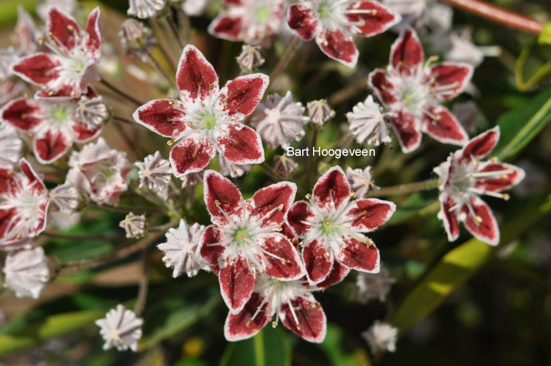 Kalmia latifolia 'Galaxy'