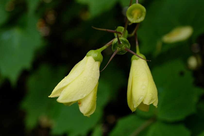 Kirengeshoma palmata