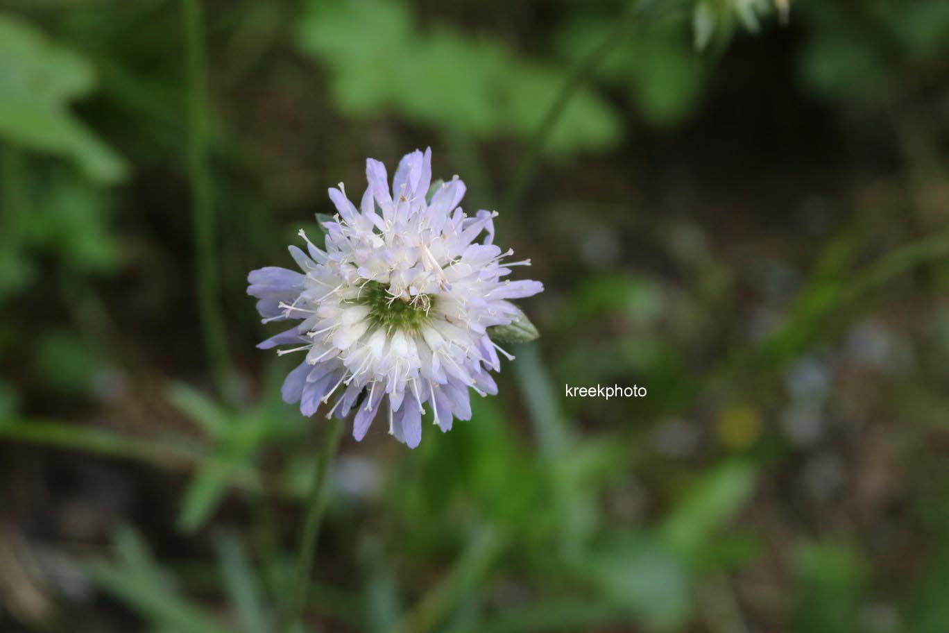 Knautia arvensis
