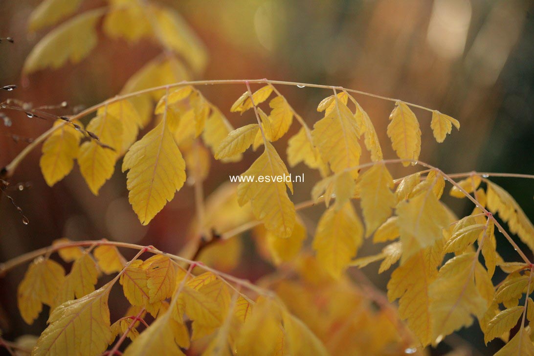 Koelreuteria paniculata 'Coral Sun'