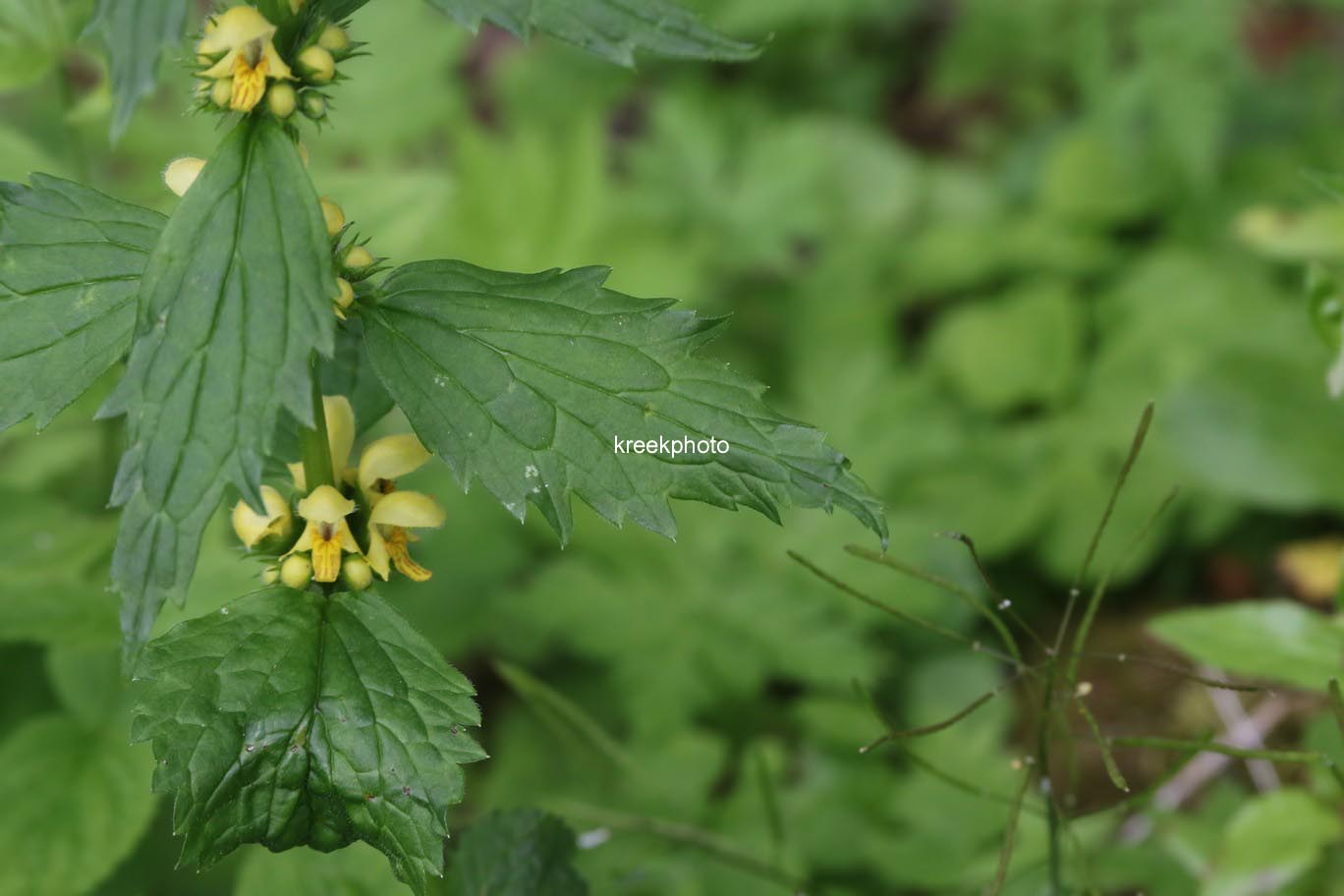 Lamiastrum galeobdolon