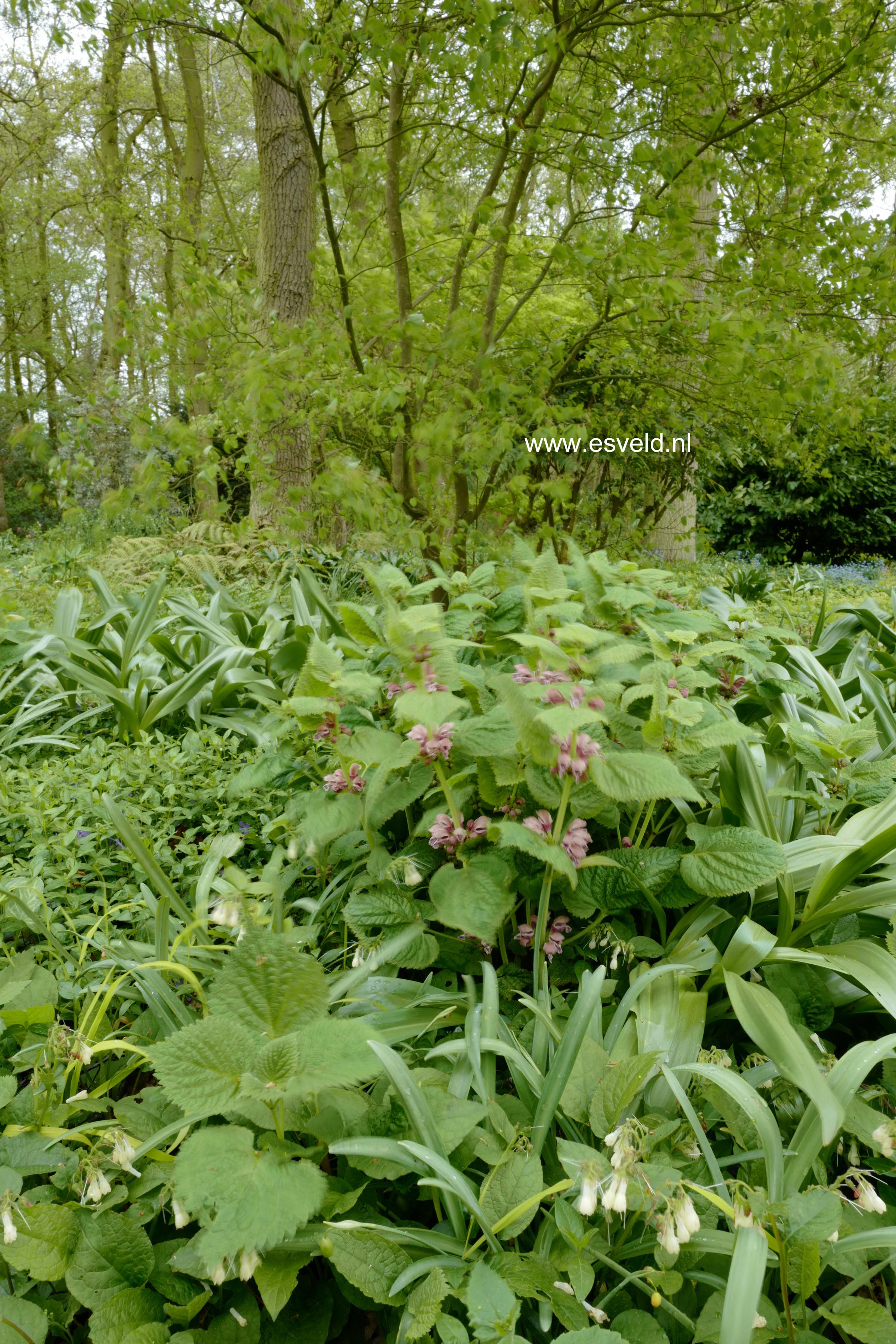 Lamium orvala