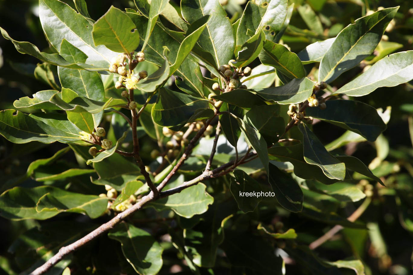 Laurus novocanariensis