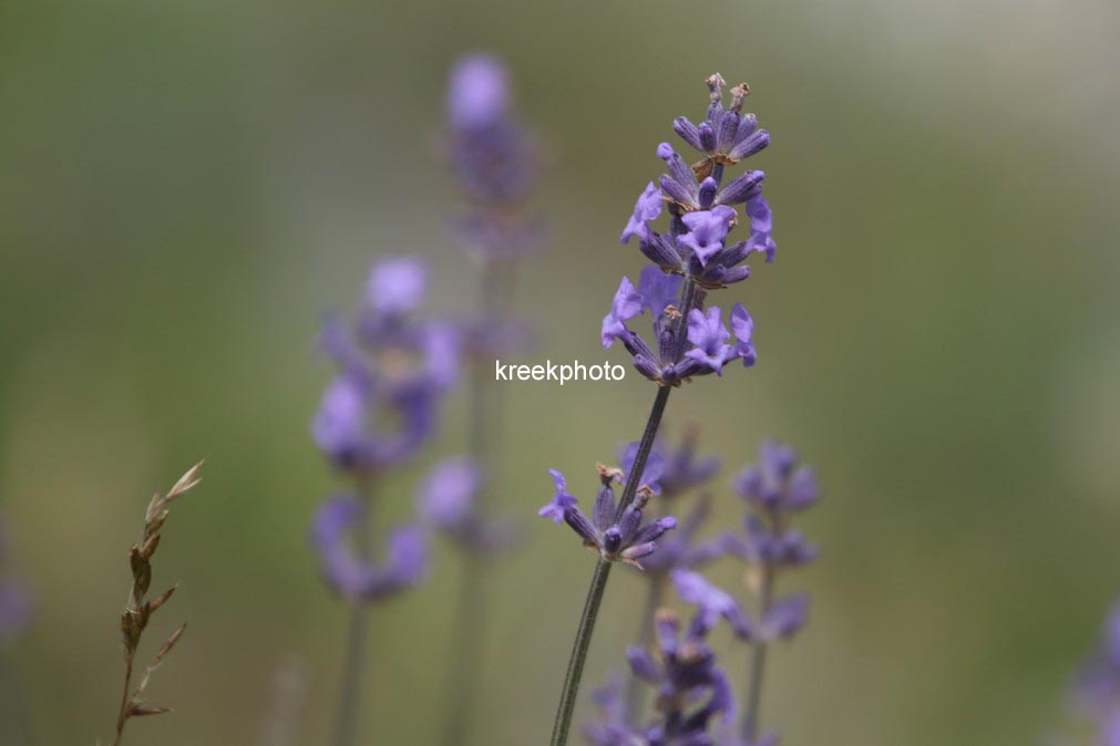 Lavandula angustifolia