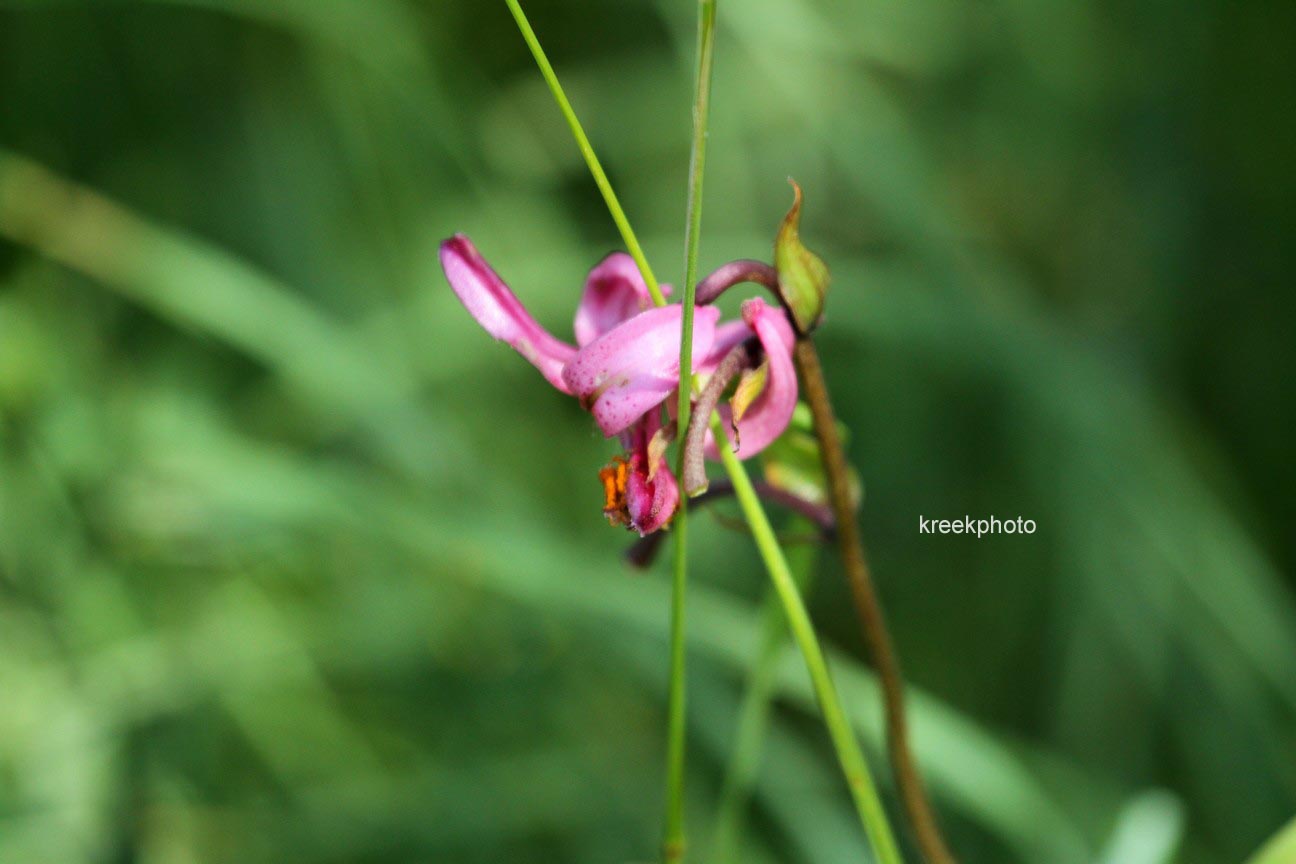 Lilium martagon
