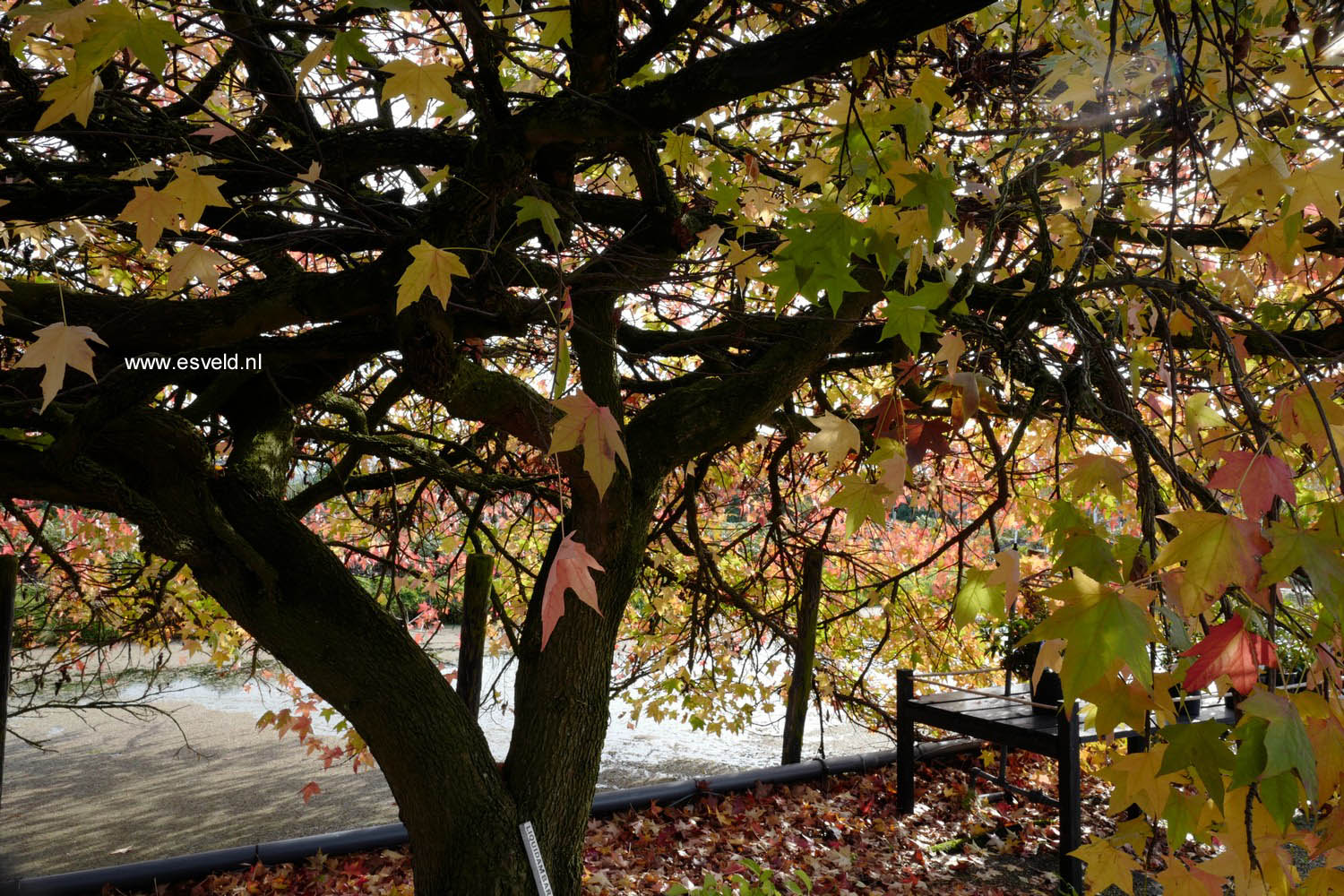 Liquidambar styraciflua 'Pendula'