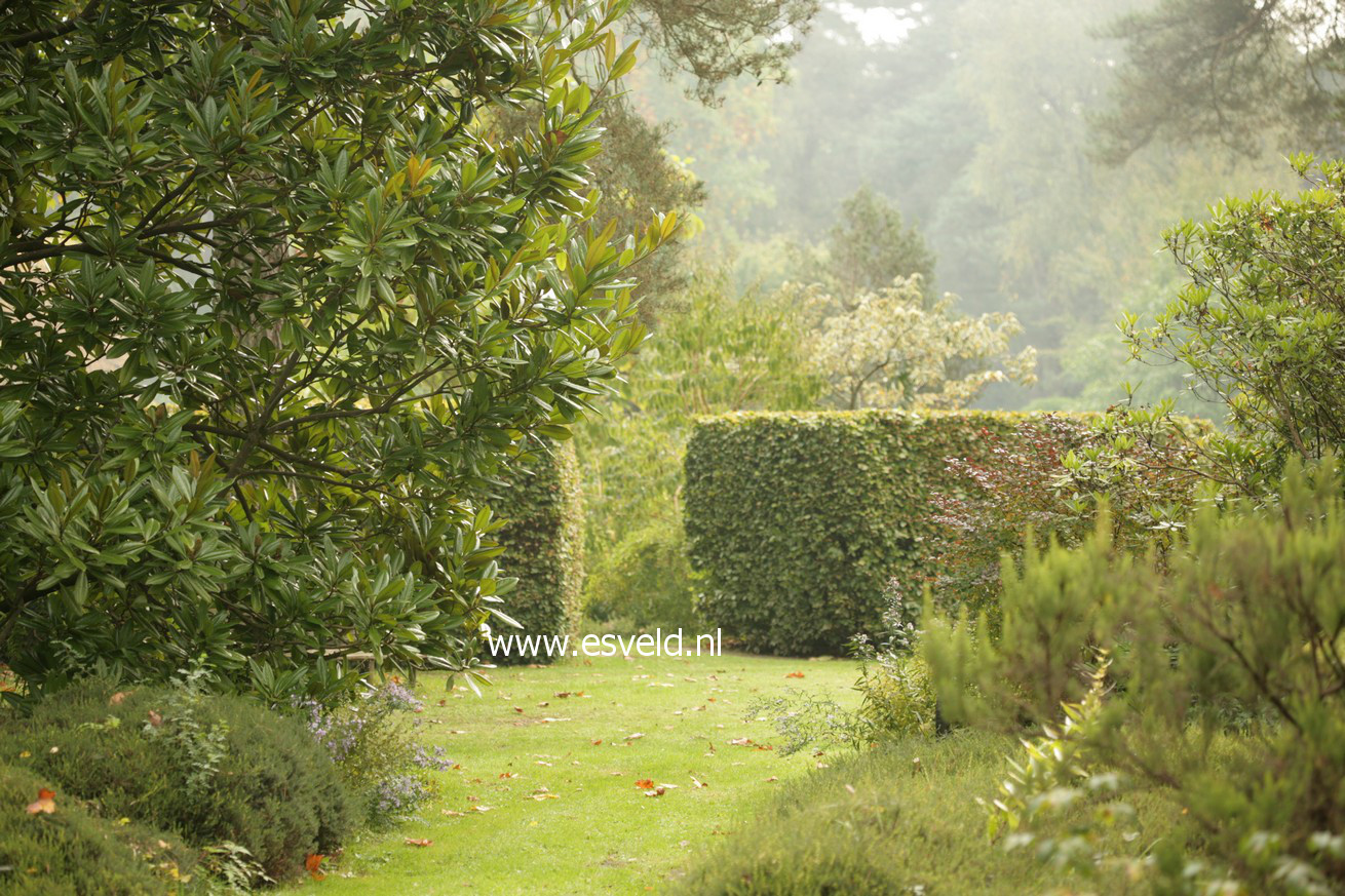 Magnolia grandiflora