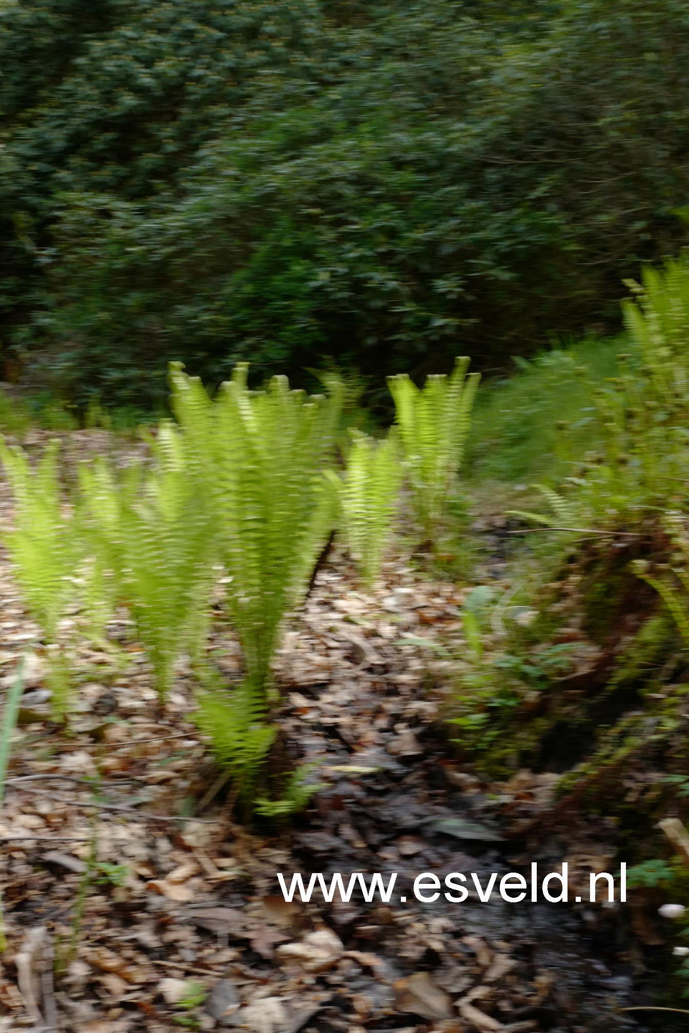 Matteuccia struthiopteris