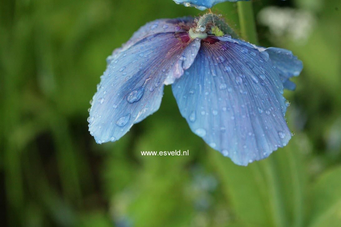 Meconopsis betonicifolia