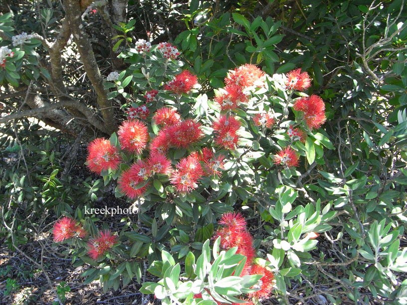 Metrosideros excelsa