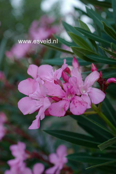 Nerium oleander