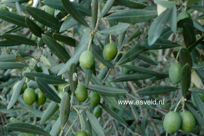 Olea europaea