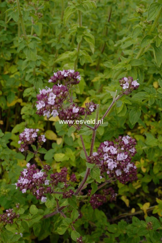 Origanum vulgare