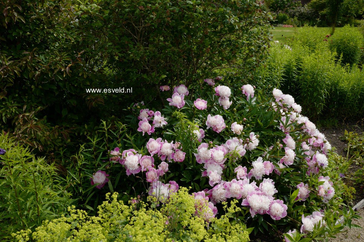 Paeonia 'Bowl of Beauty'
