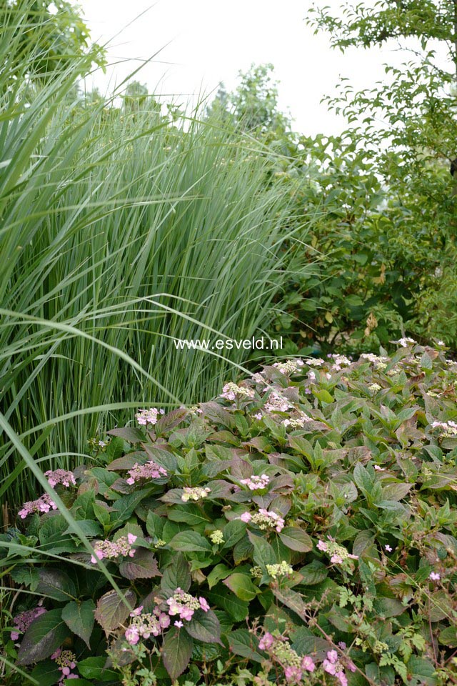 Panicum virgatum 'Northwind'