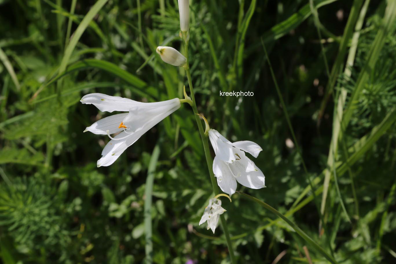 Paradisea liliastrum