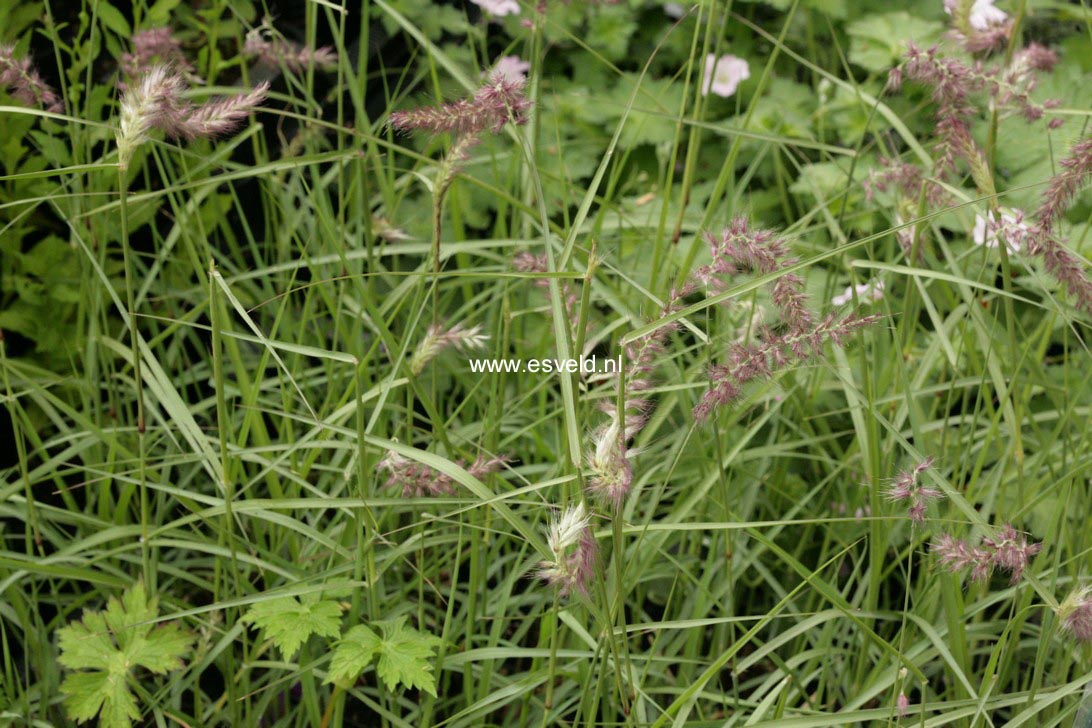 Pennisetum orientale 'Karley Rose'