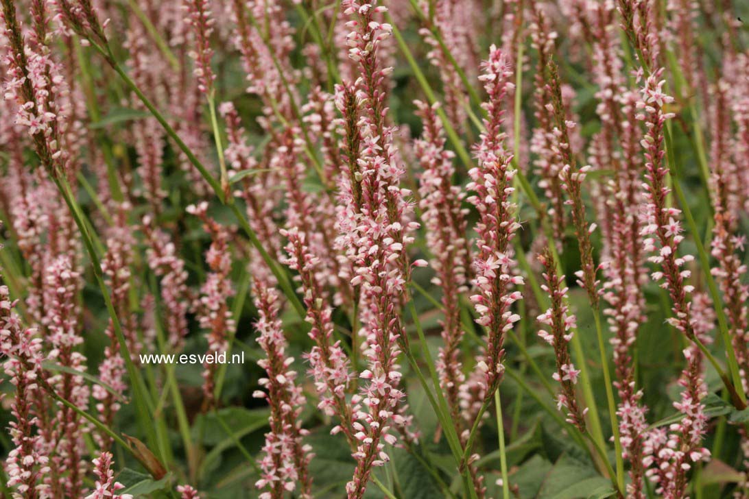 Persicaria amplexicaulis 'Rosea'