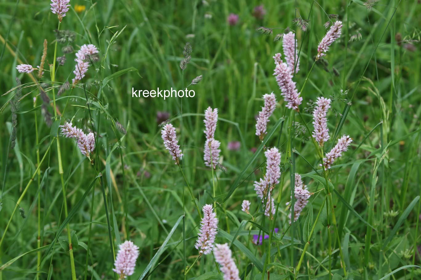 Persicaria bistorta