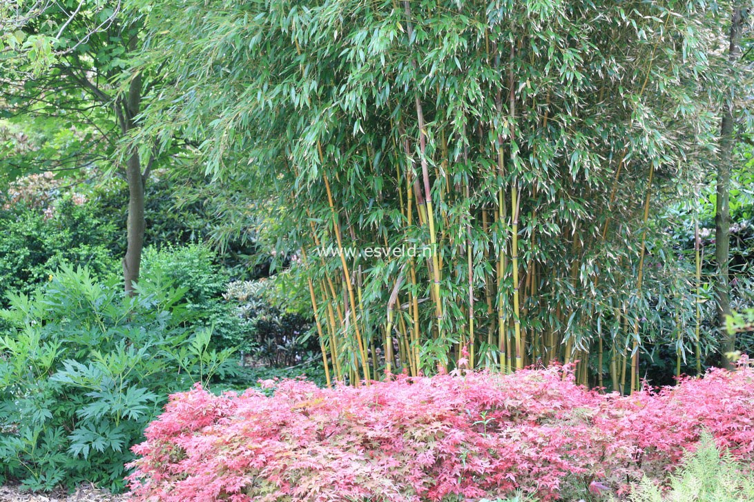 Phyllostachys aureosulcata 'Spectabilis'