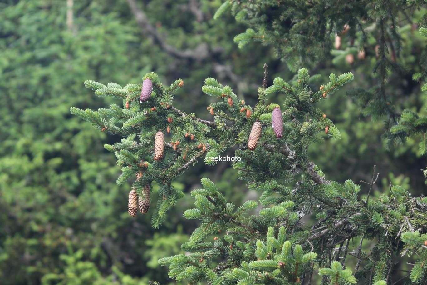 Picea abies