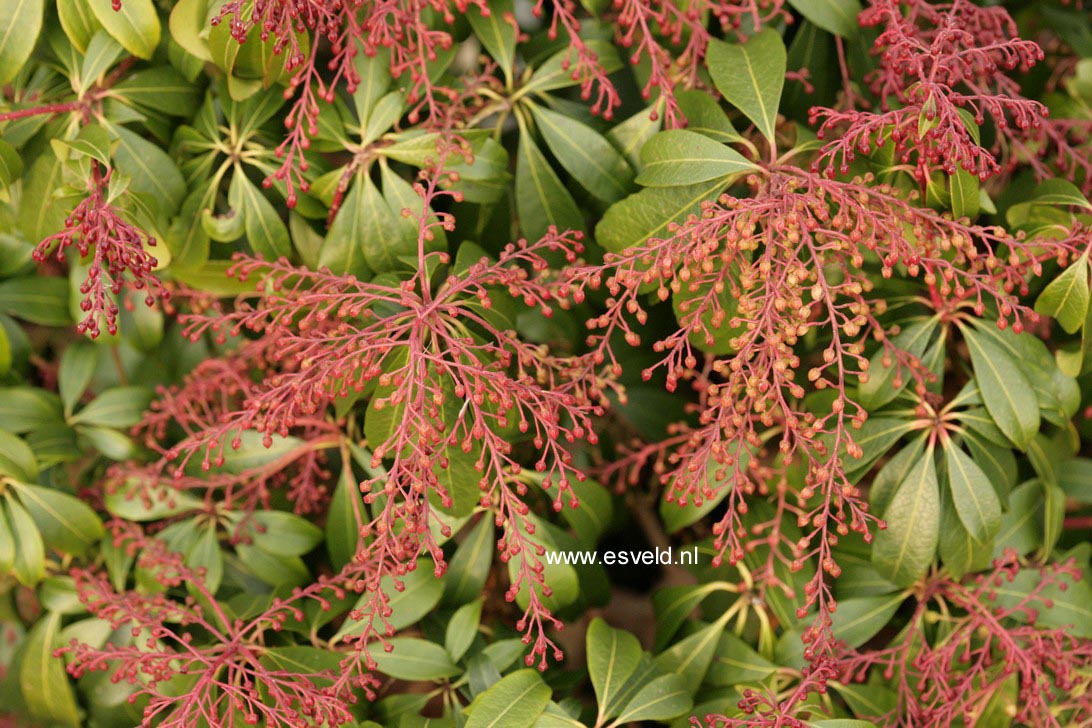 Pieris japonica 'Katsura'