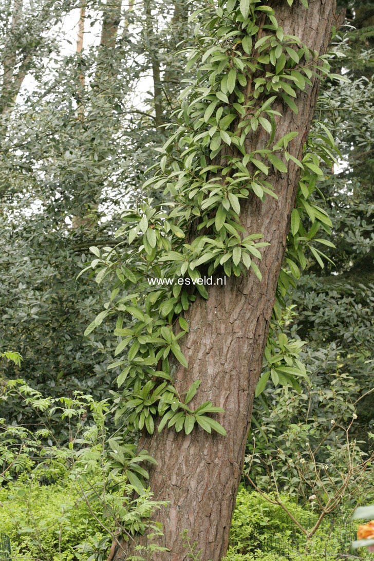 Pileostegia viburnoides